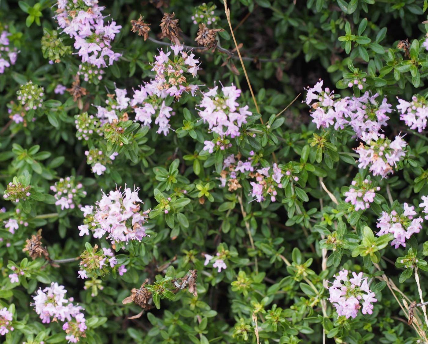 Thyme, (Cvenol) plant